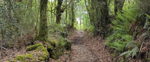 cotobade-camino-peregrinos-santiago-loureiro-carballeira-bosque